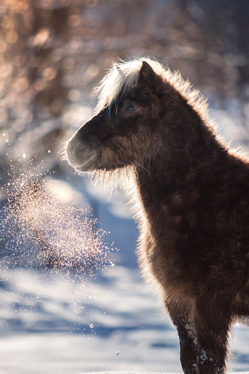 Pony im glitzernden Schnee